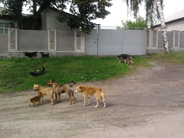 Беспризорные животные Богодухова
